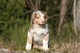 BERGER AUSTRALIEN PUPPIES 649